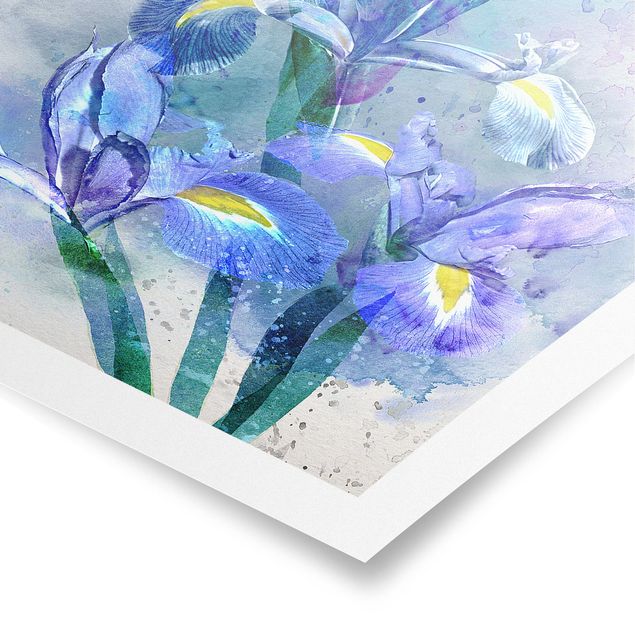 Obrazy motywy kwiatowe Akwarela Kwiaty Irys
