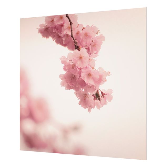 Panel szklany do kuchni - Bladoróżowy wiosenny kwiat z bokeh