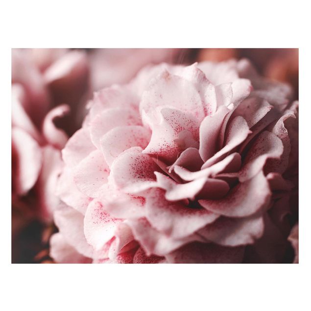 Obrazy do salonu nowoczesne Pastelowa róża Shabby Pink