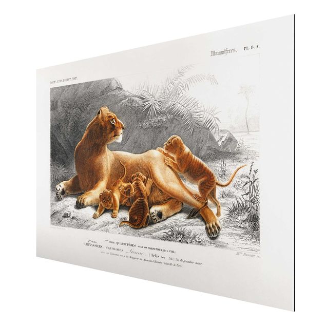 Obrazy na ścianę krajobrazy Tablica edukacyjna w stylu vintage Lwica z młodymi lwiątkami