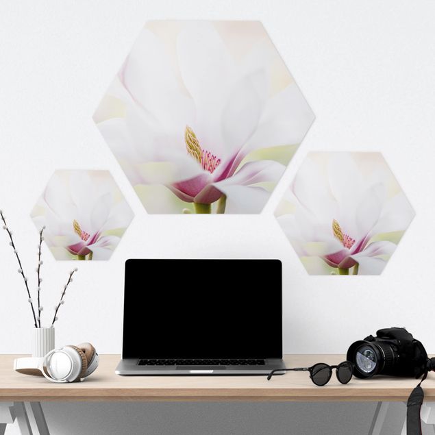 Obraz heksagonalny z Forex - Czuły kwiat magnolii