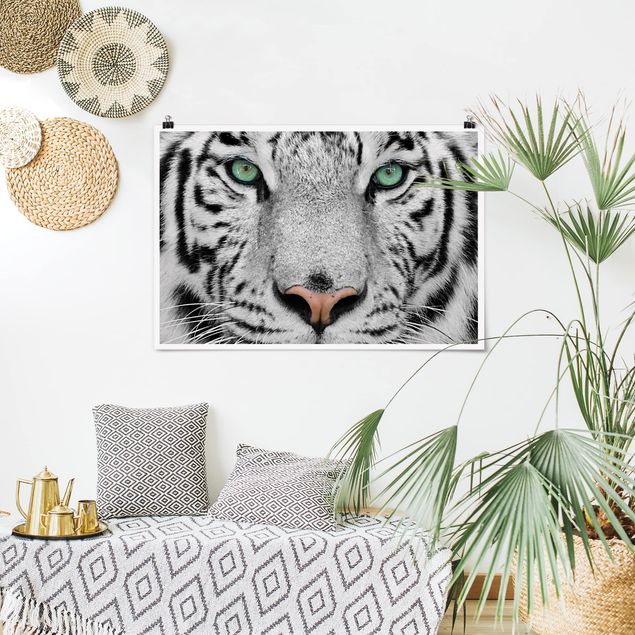 Obrazy do salonu nowoczesne Biały tygrys