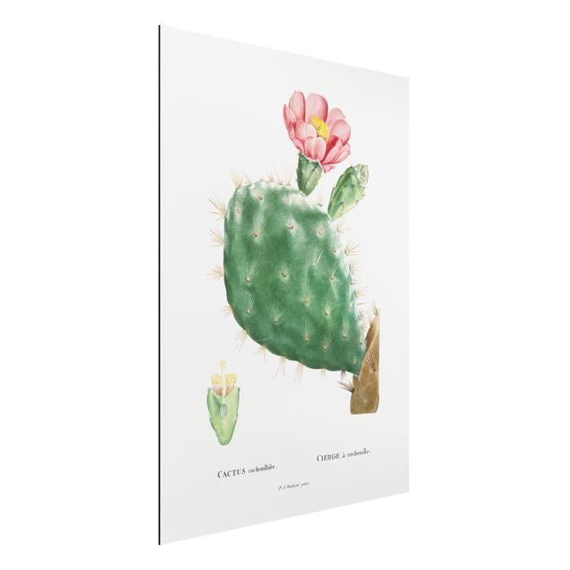 Dekoracja do kuchni Botanicals Vintage Illustration Cactus Pink Blossom