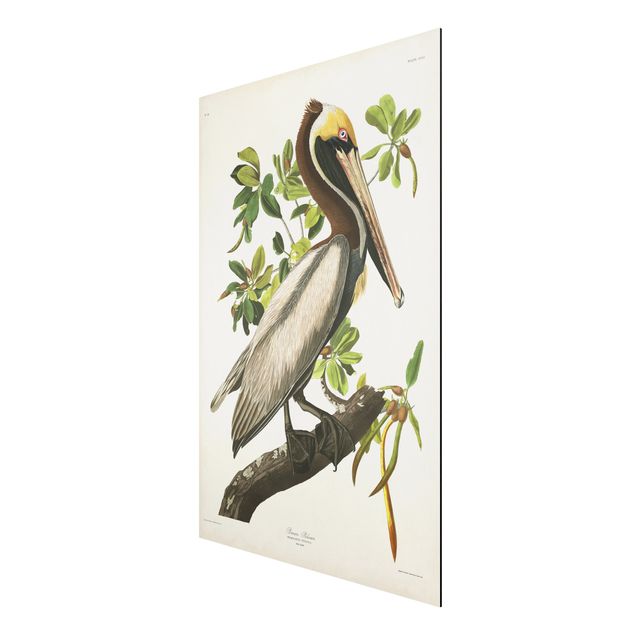 Obrazy zwierzęta Tablica edukacyjna w stylu vintage Pelikan brązowy