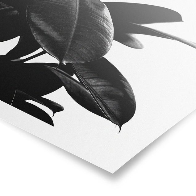 Obrazy motywy kwiatowe Rubber Tree Leaves czarno-biały