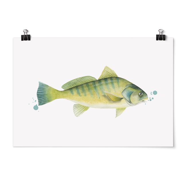 Ryby obrazy Złapanie koloru - okoń rzeczny