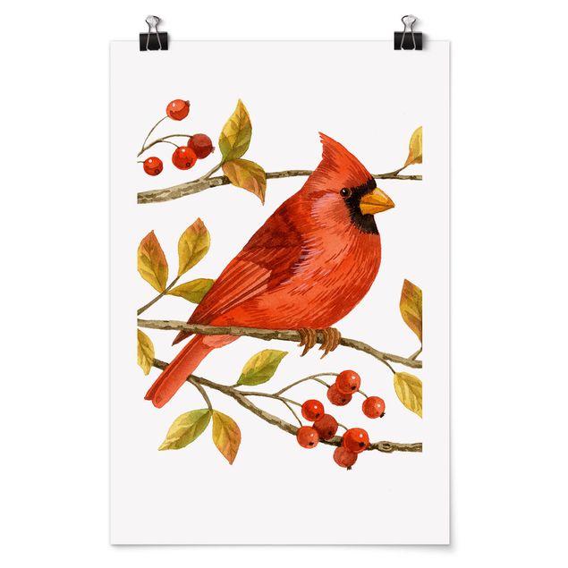 Obrazy ze zwierzętami Ptaki i jagody - Czerwony kardynał