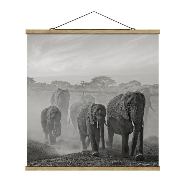 Obrazy krajobraz Stado słoni
