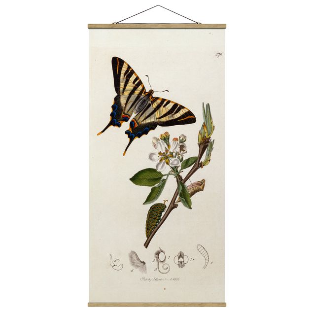 Motyl obraz John Curtis - Rzadki jaskółczy ogon