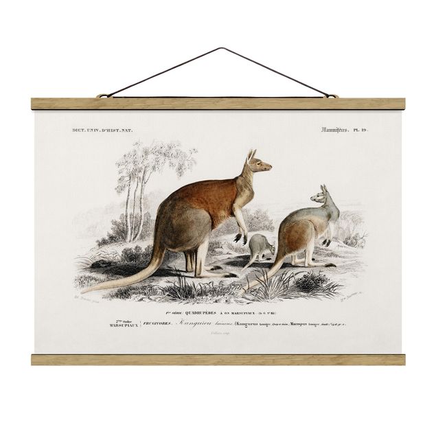 Zwierzęta obrazy Tablica edukacyjna w stylu vintage Kangur