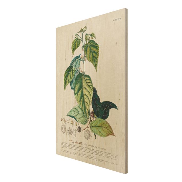 Obrazy z drewna Vintage Botanika Ilustracja Kakao
