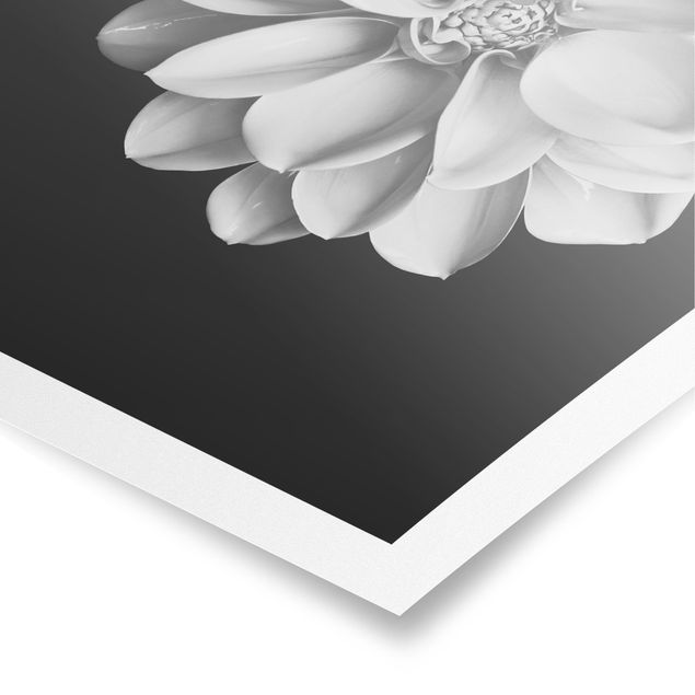 Obrazy kwiatowe Dahlia czarno-biały