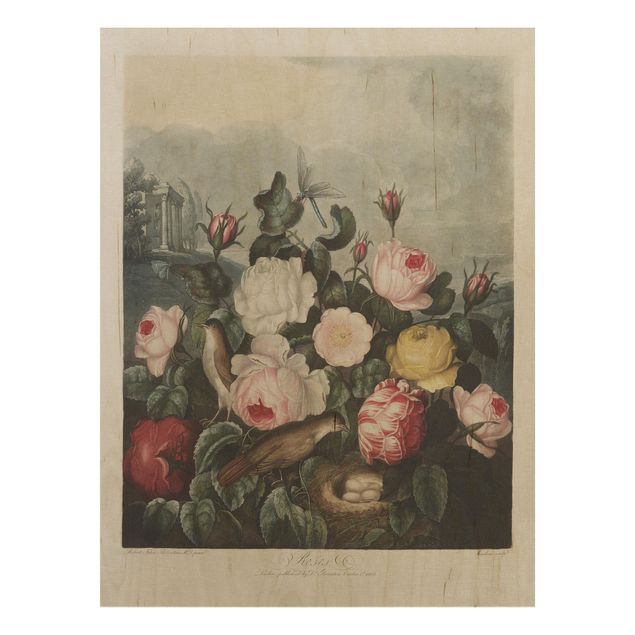 Obrazy na ścianę Botanika Vintage Ilustracja róż