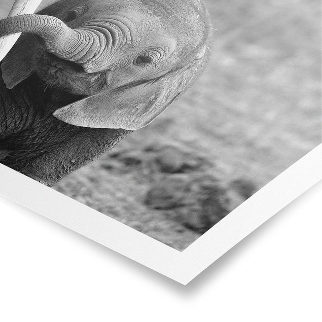 Słoń obraz Baby słoń
