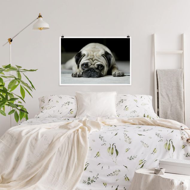 Obrazy nowoczesne Pug Cię kocha