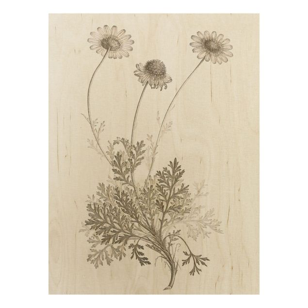 Obrazy Studium botaniczne w sepii III