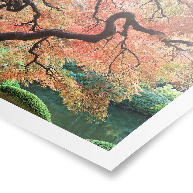 Obraz drzewo Ogród japoński