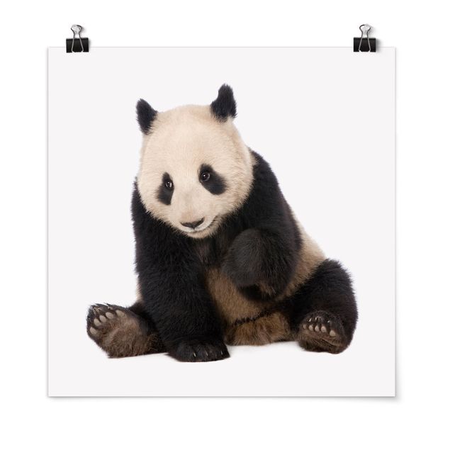 Obrazy zwierzęta Panda Paws