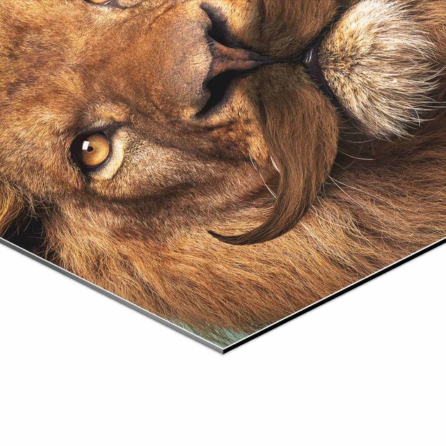 Obraz lwa Lwia broda i sukulenty