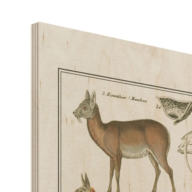 Obraz z drewna - Tablica edukacyjna w stylu vintage Żyrafa, wielbłąd i lama