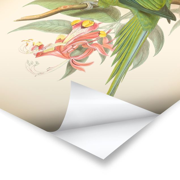 Obrazy z motywem kwiatowym Ilustracja w stylu vintage Ptaki tropikalne II