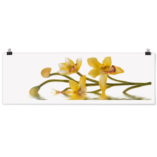 Obrazy nowoczesny Saffron Orchid Waters