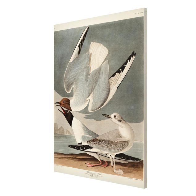 Obrazy z morzem Tablica edukacyjna w stylu vintage Mewa Bonapartego