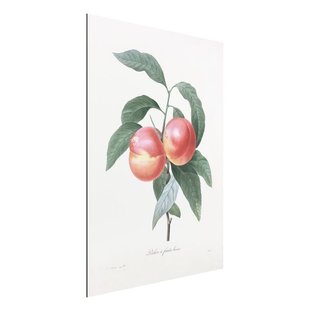 Obrazy owoc Botany Vintage Illustration Peach