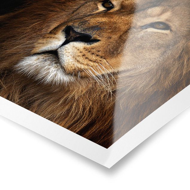 Obrazy Afryka Widok lwa