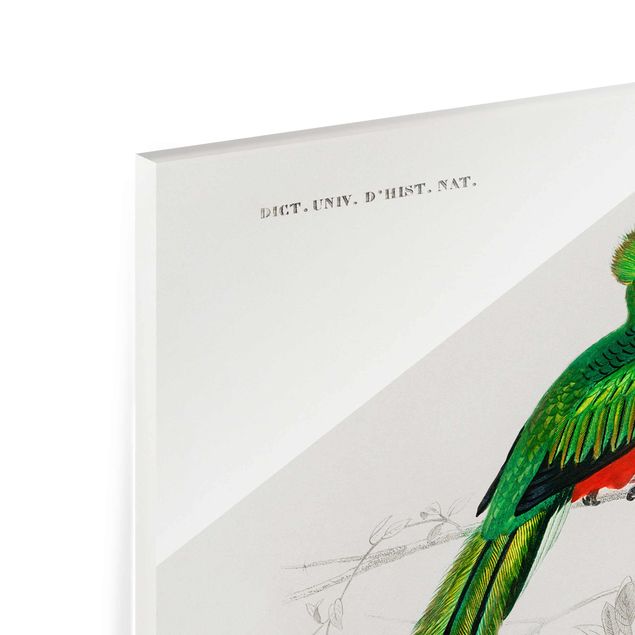 Obrazy retro Tablica edukacyjna w stylu vintage Ptaki tropikalne I