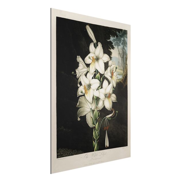 Dekoracja do kuchni Botanika Vintage Ilustracja Biała lilia