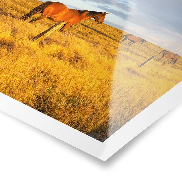 Obrazy na ścianę krajobrazy Droga polna i konie w promieniach wieczornego słońca
