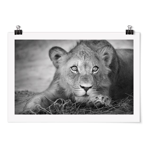 Obrazy ze zwierzętami Czające się lwiątko