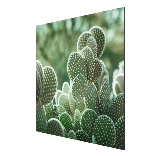 Obrazy nowoczesne Kaktusy