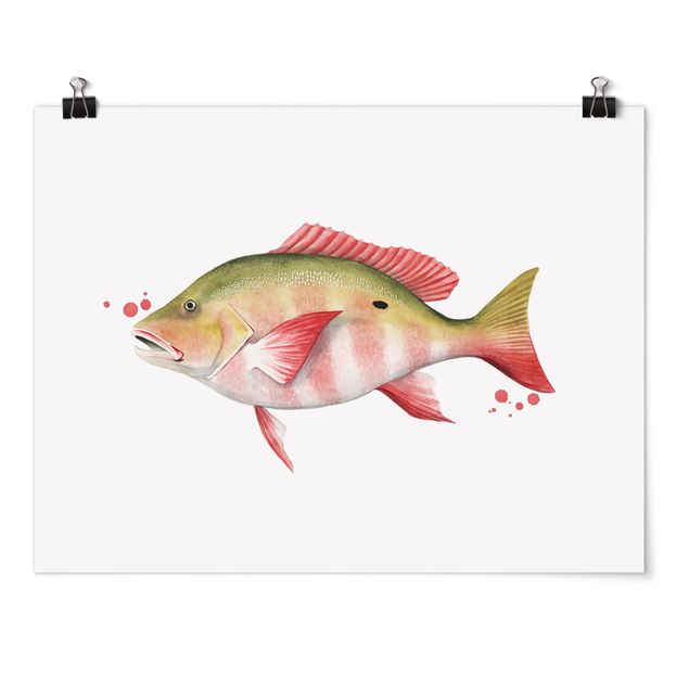 Ryby obrazy Złapanie koloru - lucjan północny