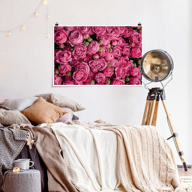 Obrazy do salonu nowoczesne Różowe piwonie