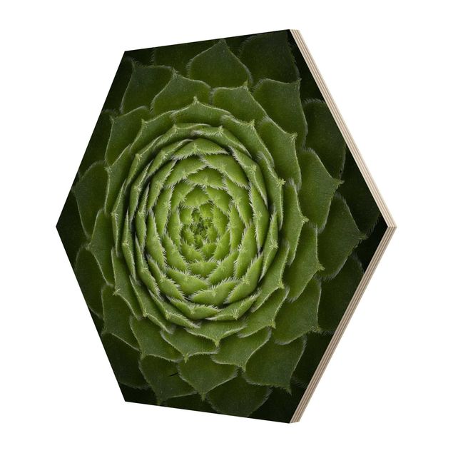 Obraz heksagonalny z drewna - Mandala sukulent