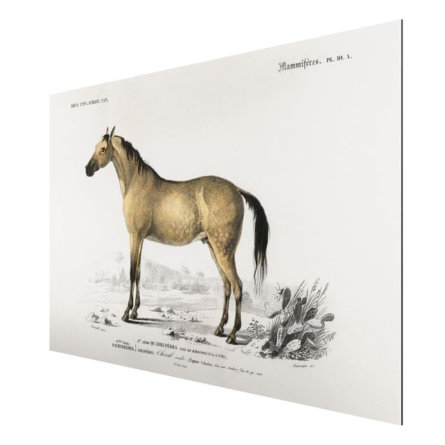 Obrazy koń Tablica edukacyjna w stylu vintage Koń