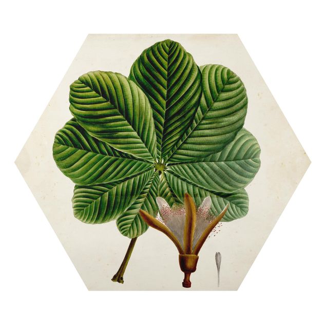 Obraz heksagonalny z Alu-Dibond - Tablica poglądowa drzew liściastych II
