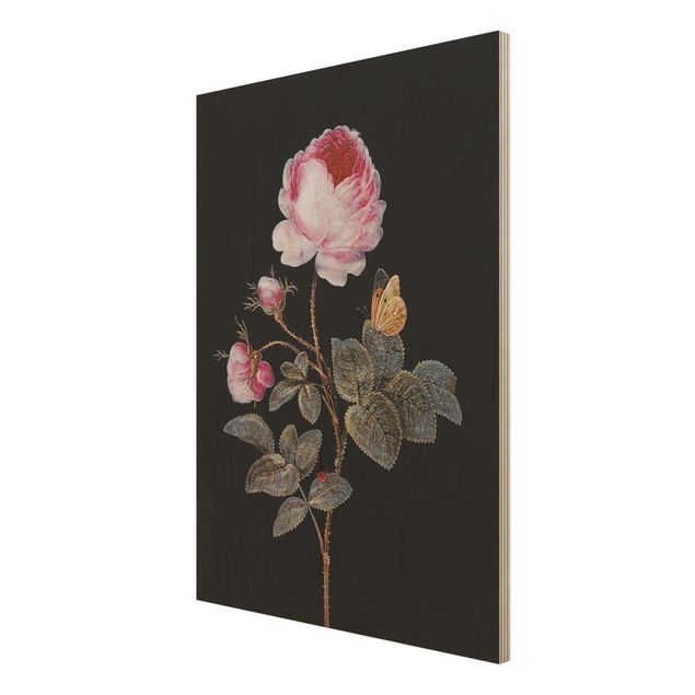 Obrazy na ścianę Barbara Regina Dietzsch - Róża stulistna