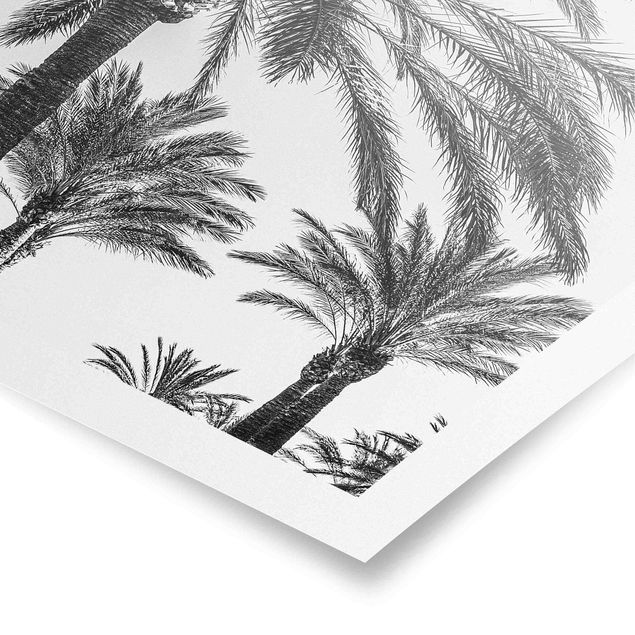 Czarno białe obrazy Palmy o zachodzie słońca, czarno-białe