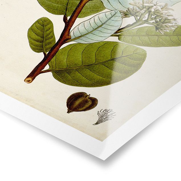 Zielony obraz Tablica poglądowa drzew liściastych I