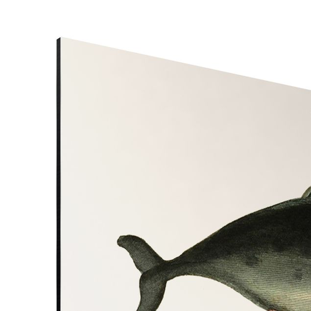 Obrazy z rybami Trzy wieloryby w stylu vintage