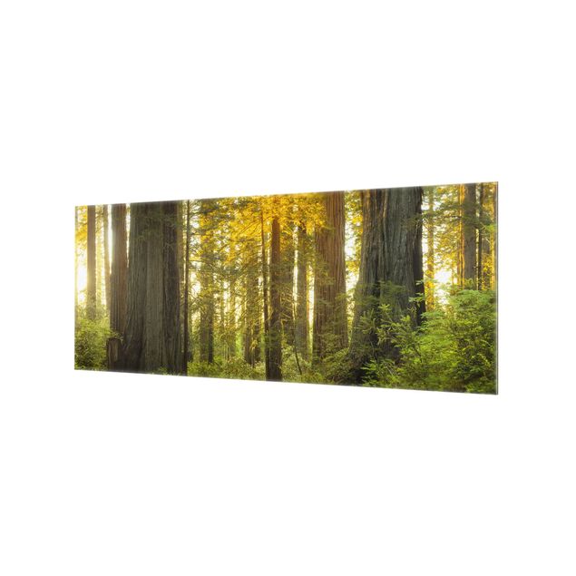Panel szklany do kuchni - Park Narodowy Redwood