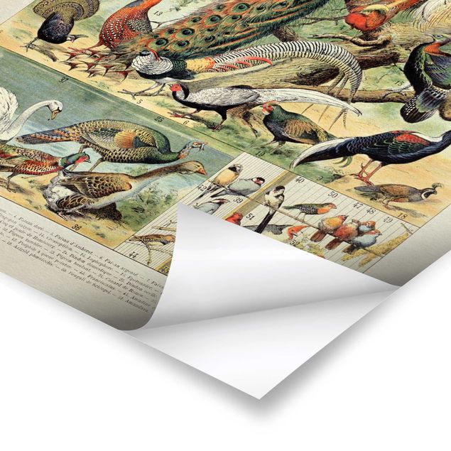 Plakaty vintage Tablica edukacyjna w stylu vintage Ptaki europejskie