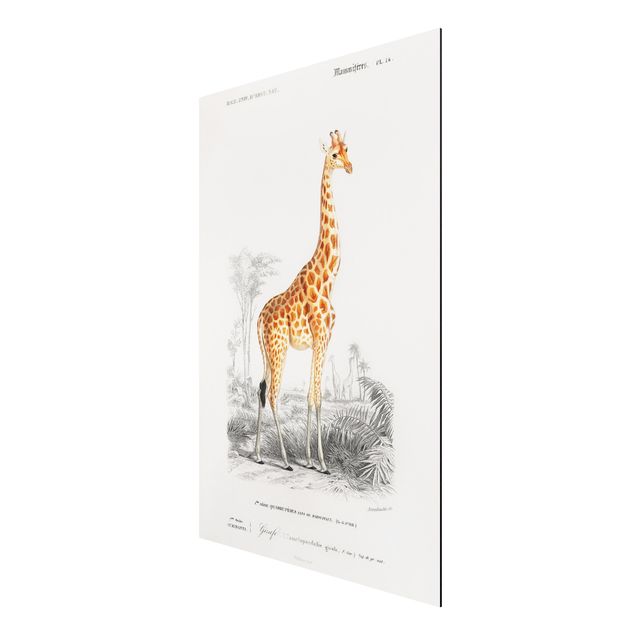 Obrazy zwierzęta Tablica edukacyjna w stylu vintage Tablica dydaktyczna w stylu vintage Żyrafa