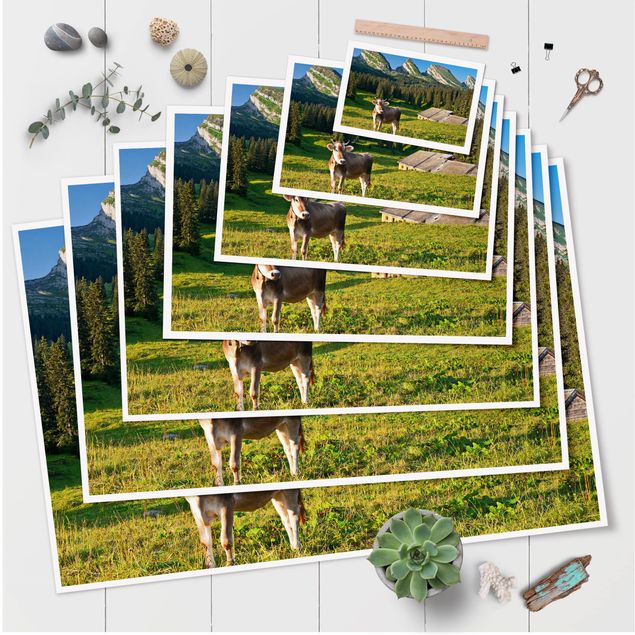 Zwierzęta obrazy Szwajcarska łąka alpejska z krową