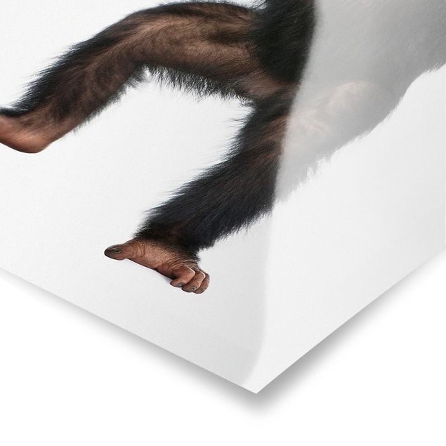 Plakaty zwierzęta Zadowolona małpa