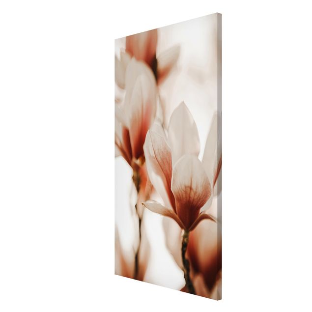 Obrazy nowoczesny Delikatne kwiaty magnolii w grze świateł