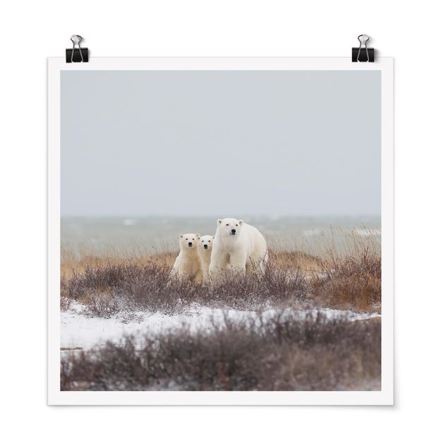 Obrazy do salonu Niedźwiedzica polarna i jej młode